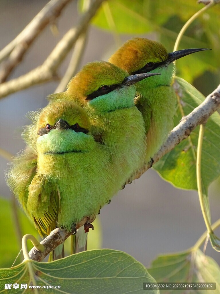 树枝上栖息的小鸟