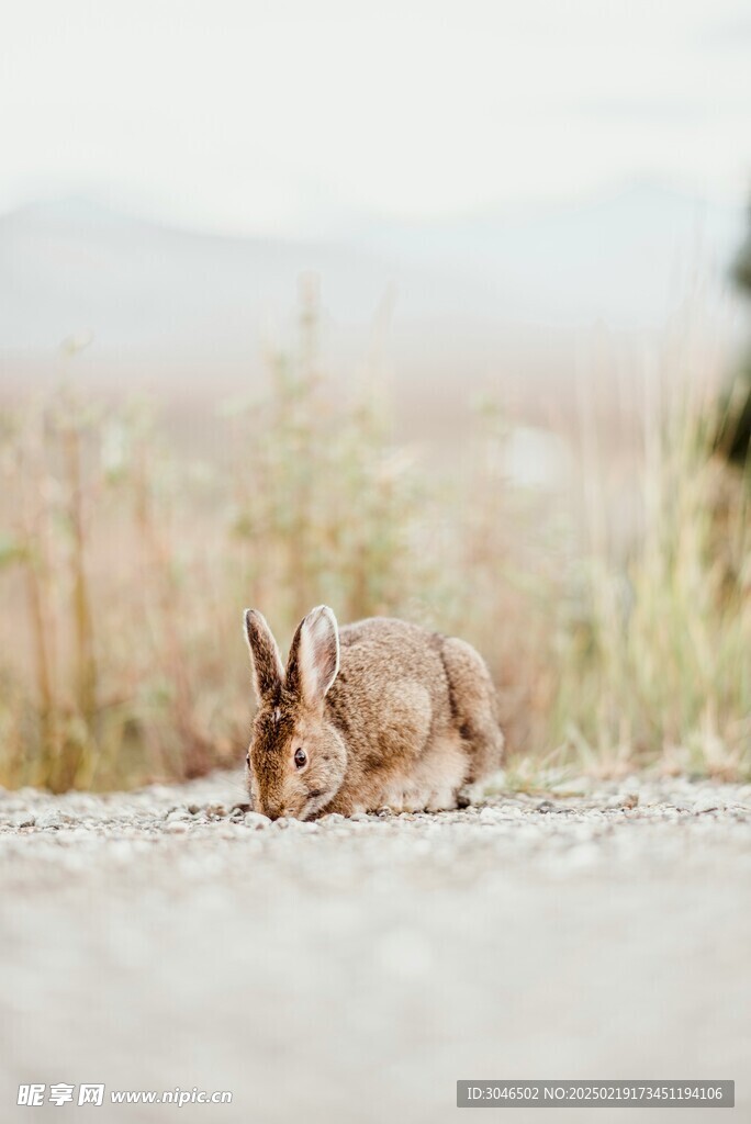 野生兔子