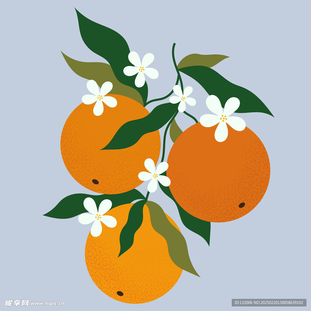 矢量橙子