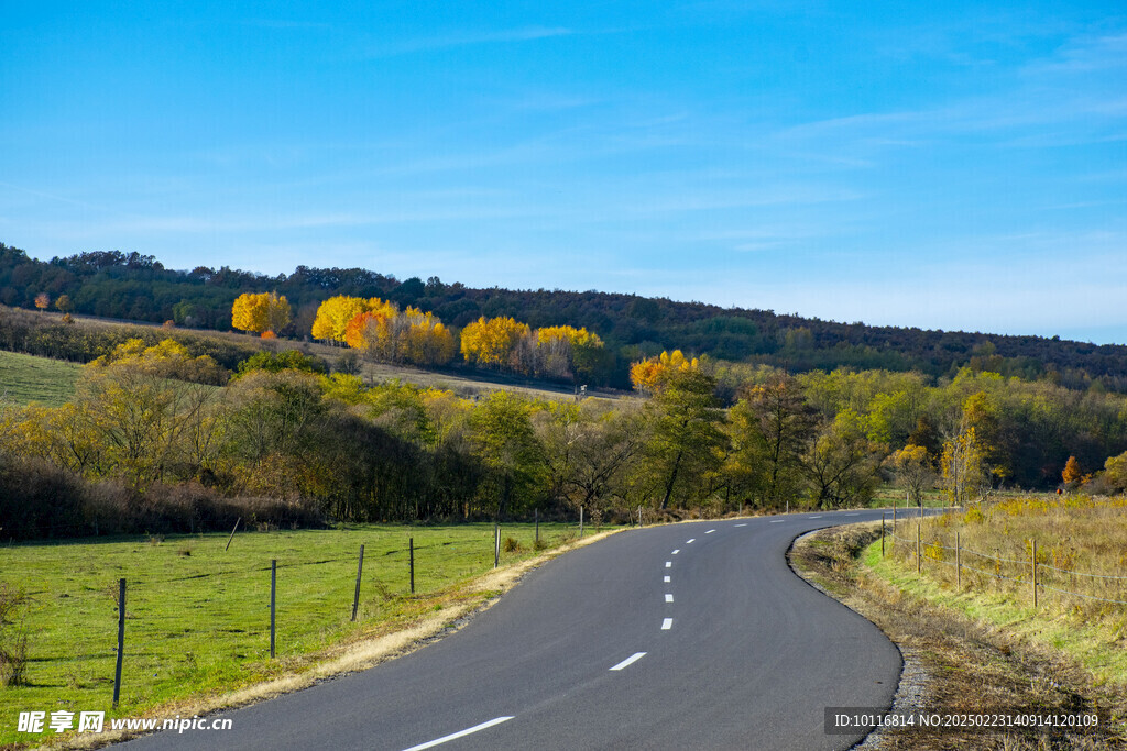 秋季公路树木