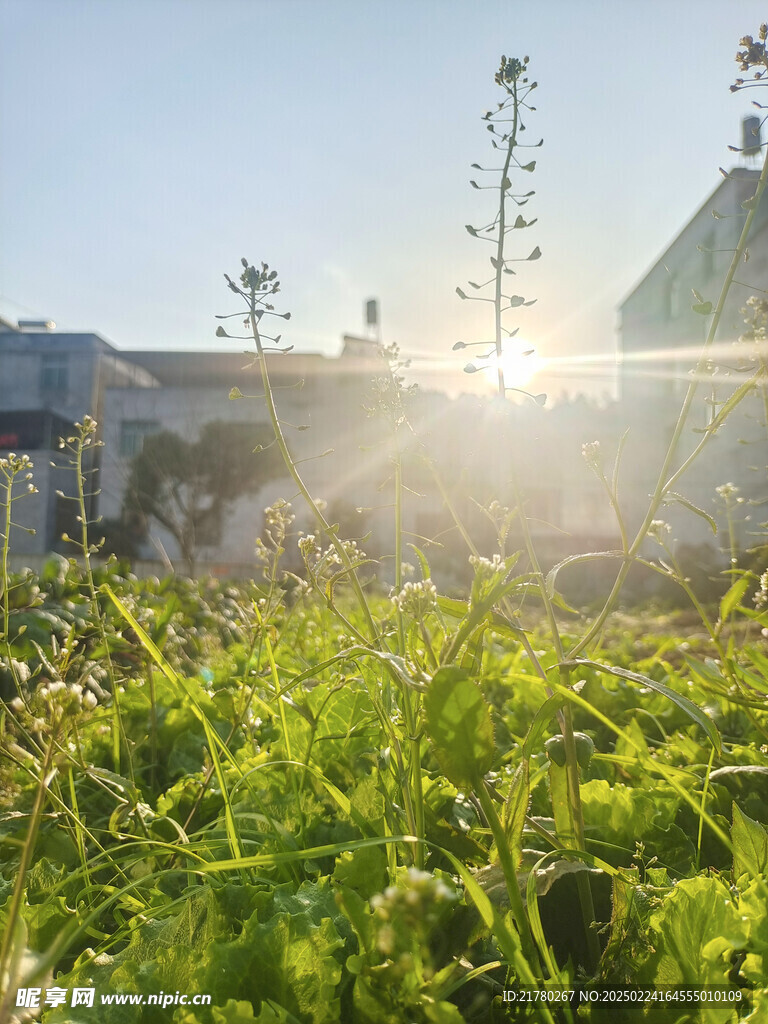 阳光菜地