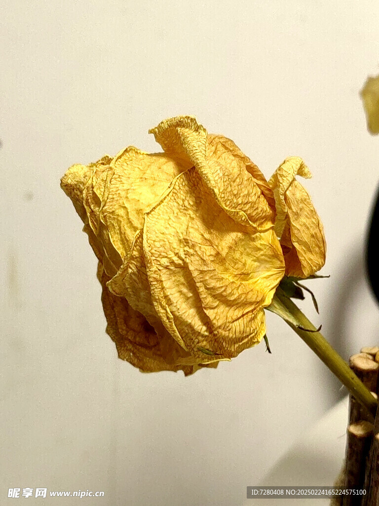 装饰摆设 玫瑰干花 枯萎 静物