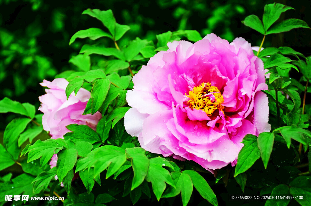 牡丹花图片大全