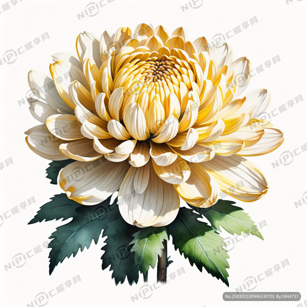 盛开的菊花 水彩手绘质感