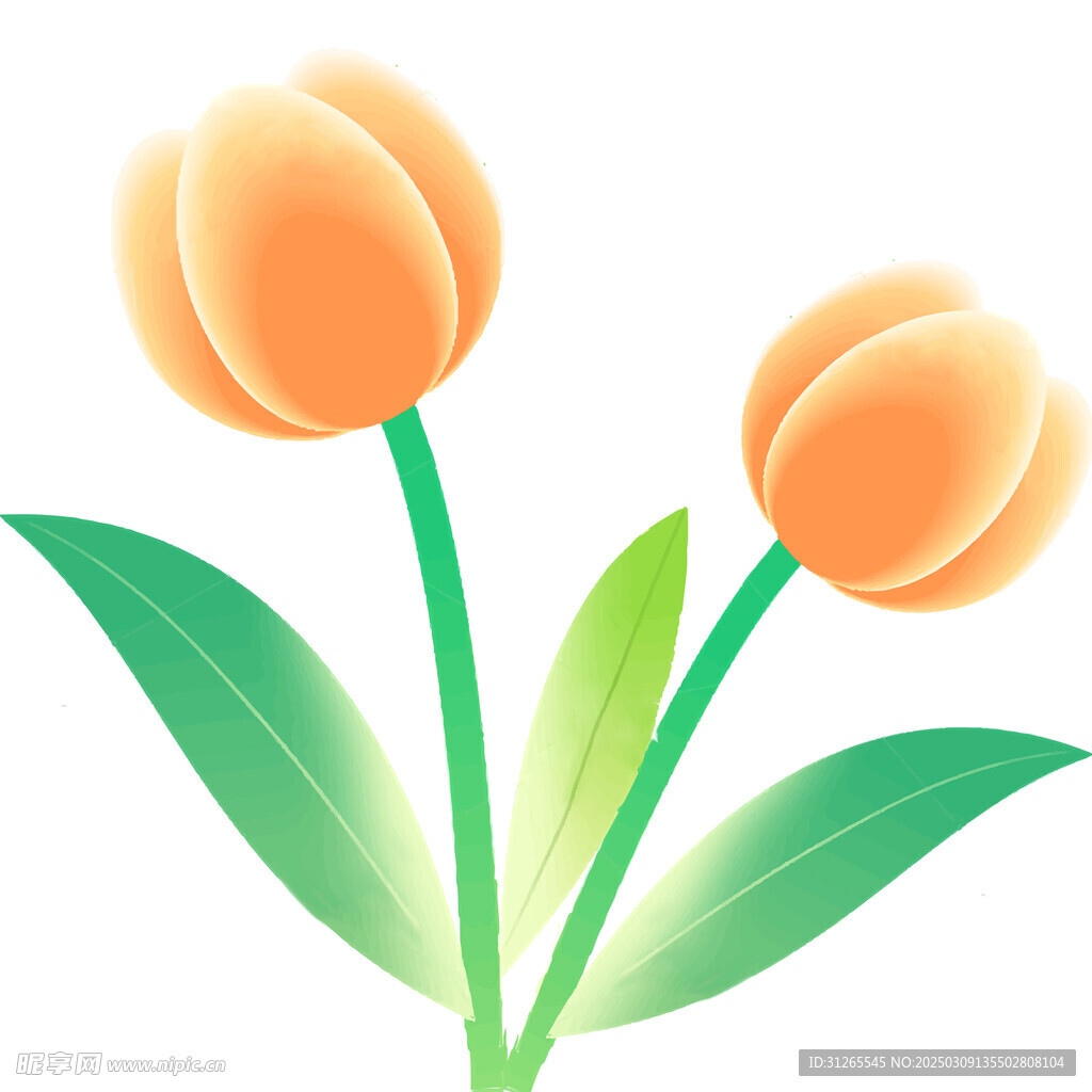 郁金香花美丽花朵绿色生机希望花