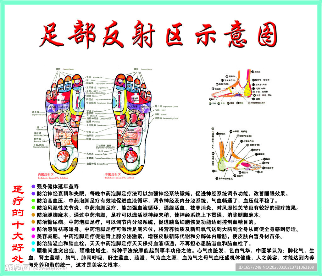 足部反射区示意图