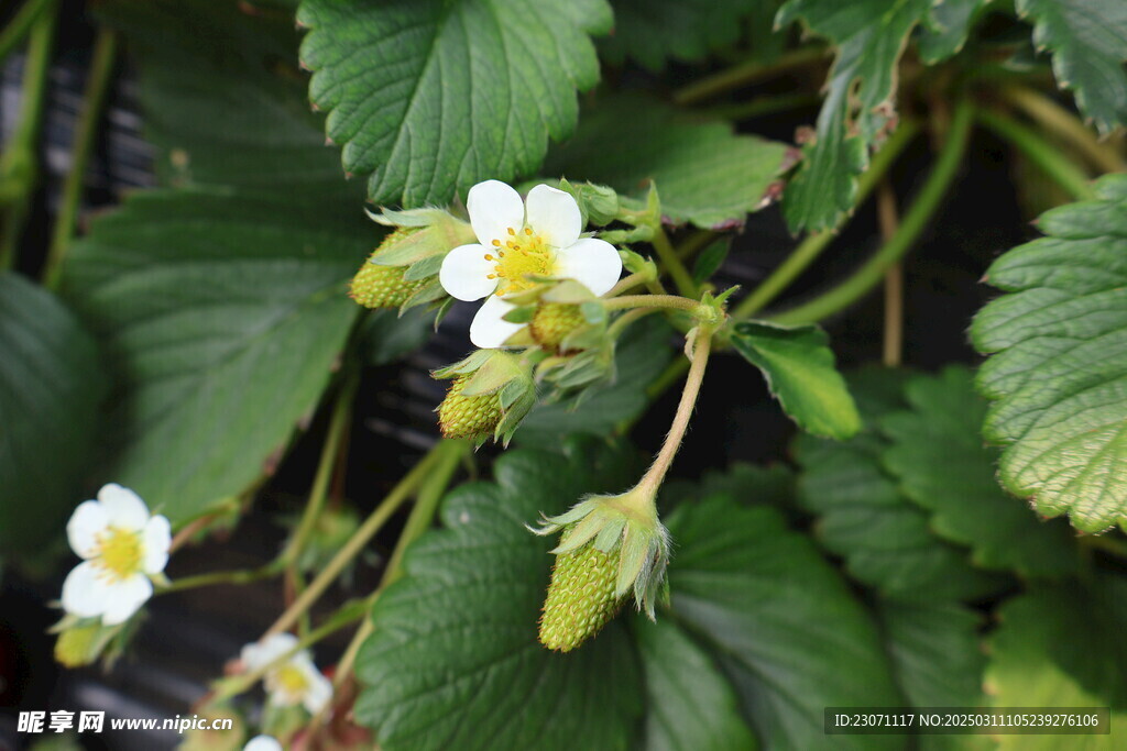草莓花