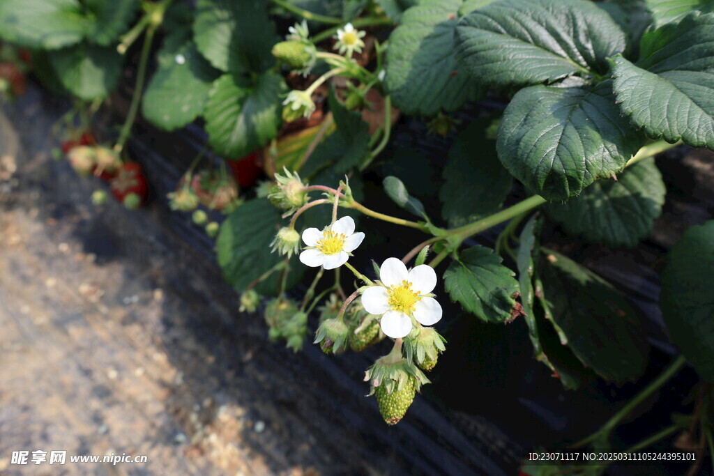 草莓花