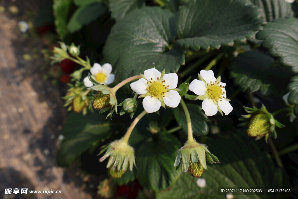 草莓花