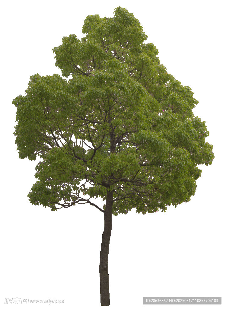 园林树木PNG图片