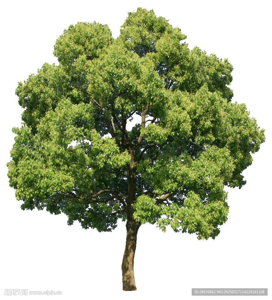 园林树木PNG图片