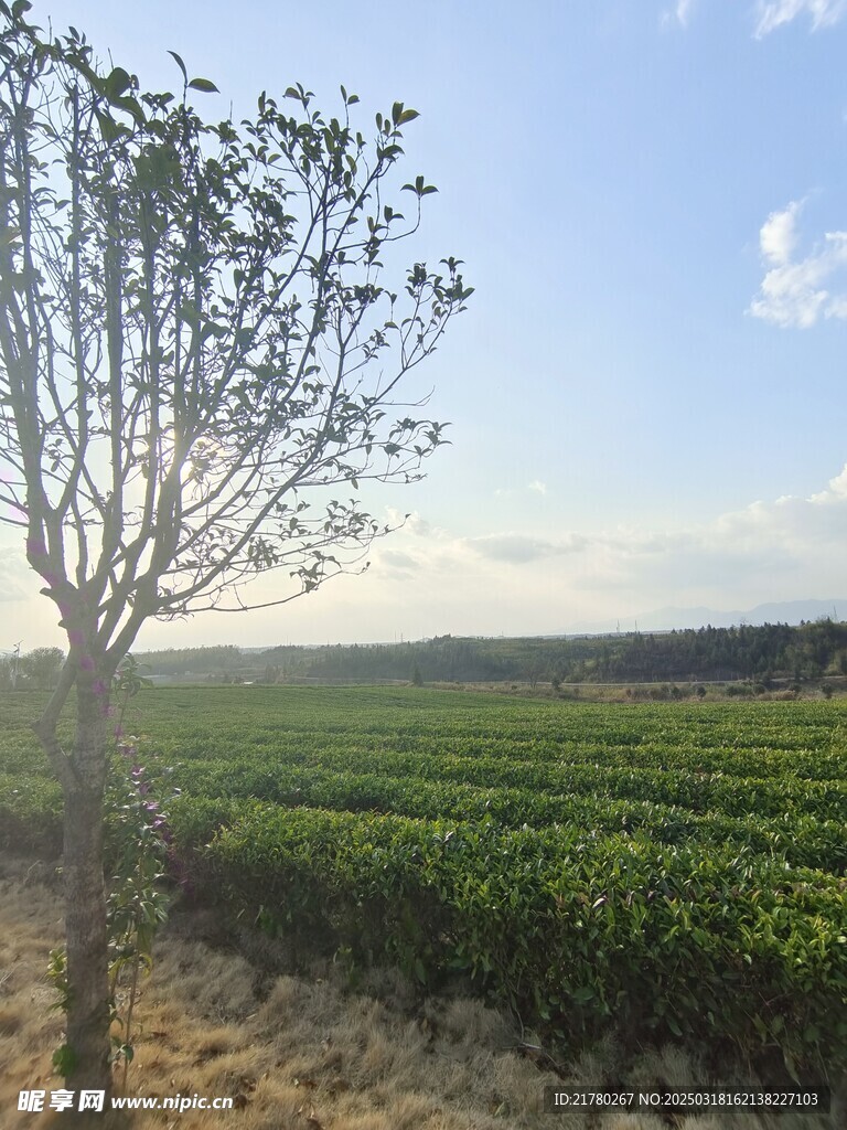 茶园风景