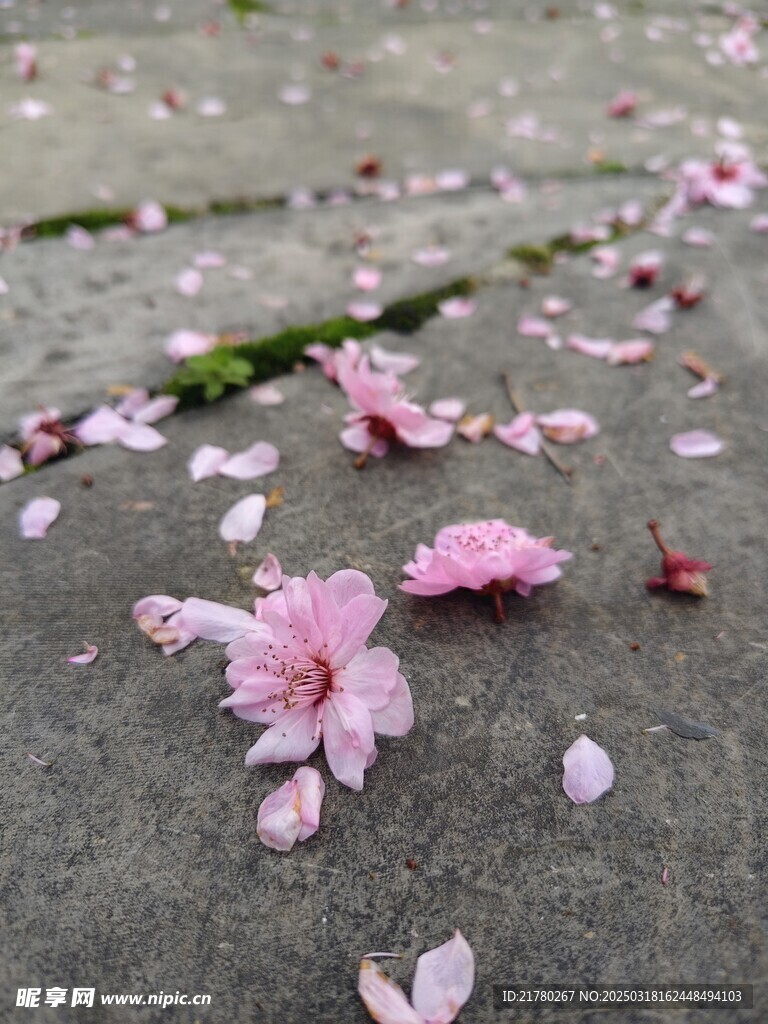 花瓣