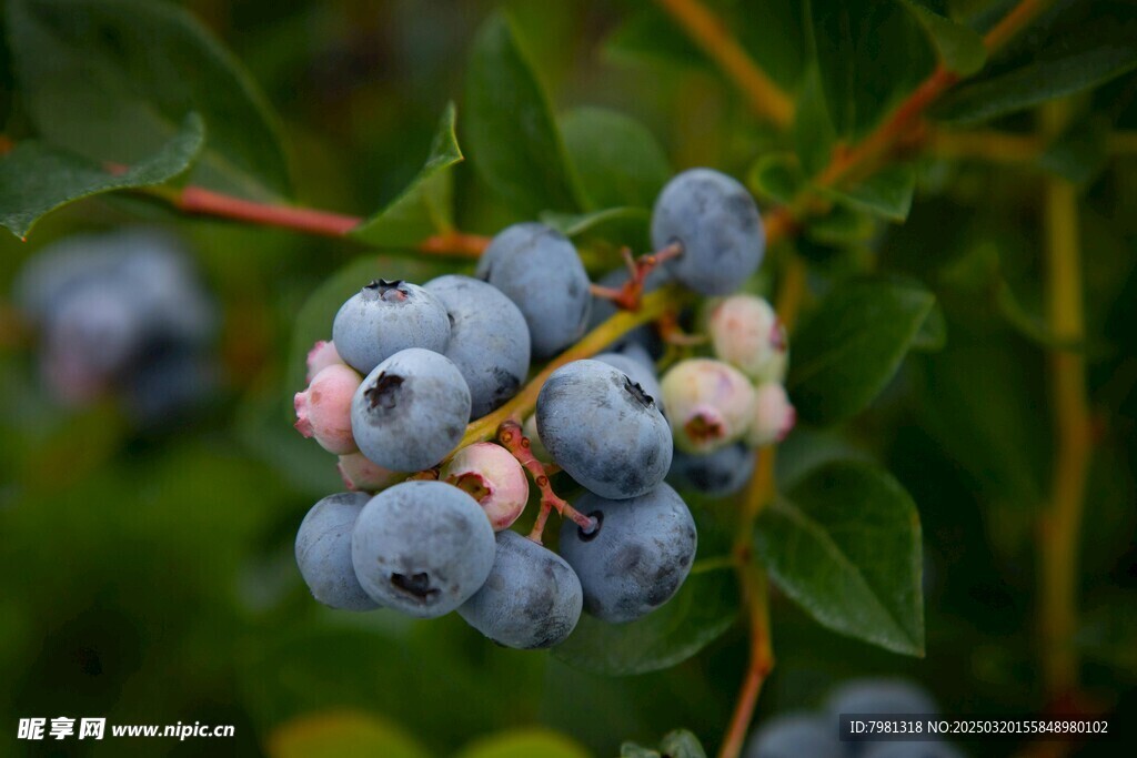 蓝莓