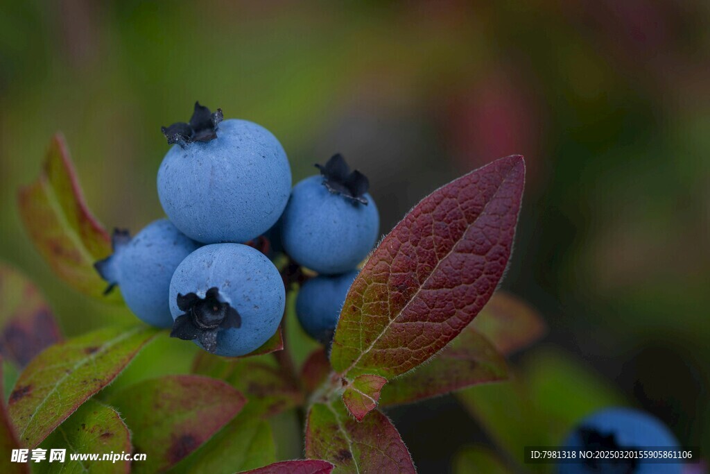 蓝莓