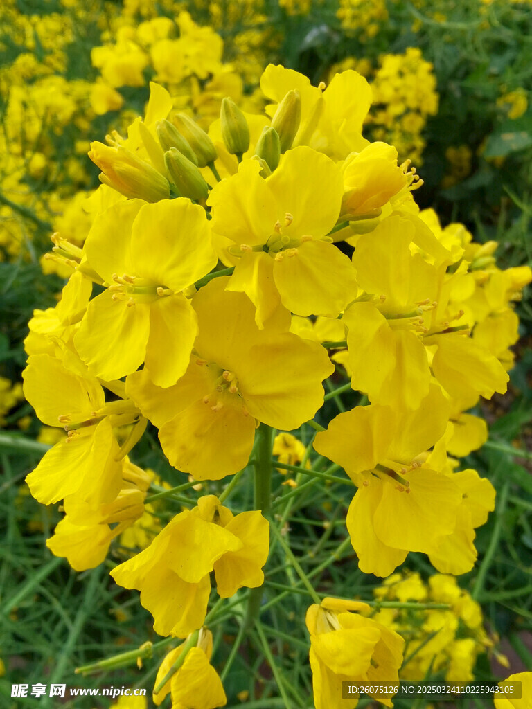 油菜花花朵