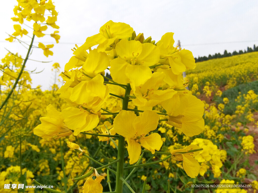 油菜花特写