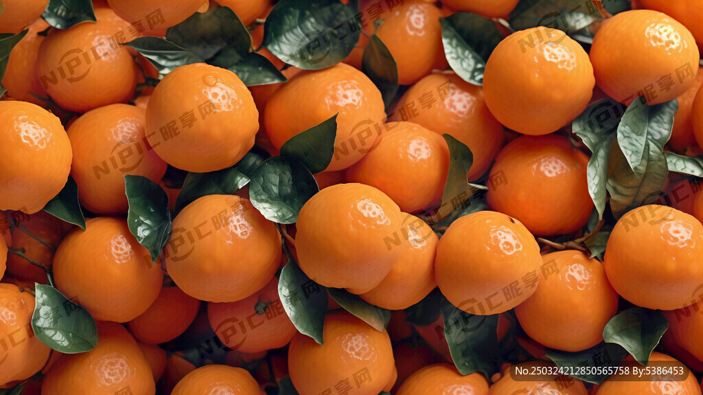 满枝金桔 写实 纯色背景 高清