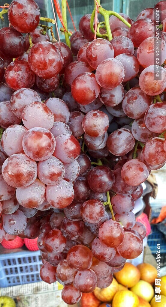 葡萄