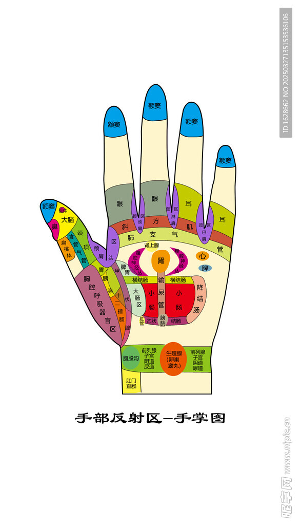 手部反射区 手掌图
