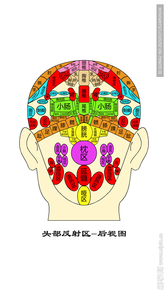 头部反射区 后视图