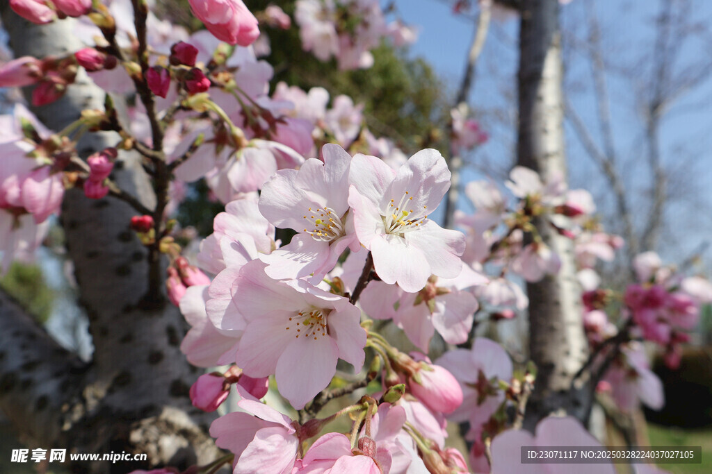 樱花