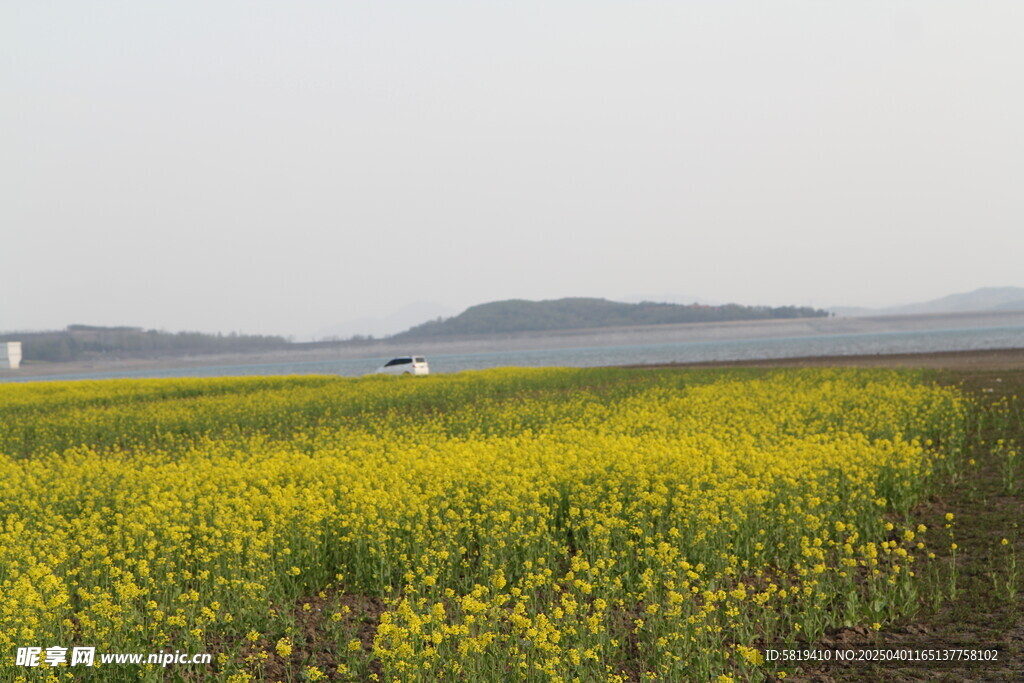 油菜花田