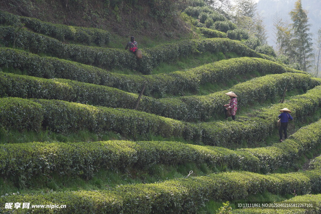 采茶现场