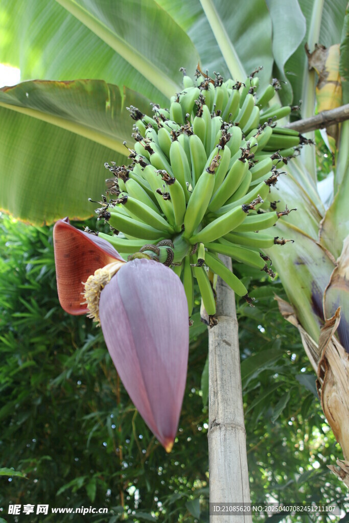 香蕉树