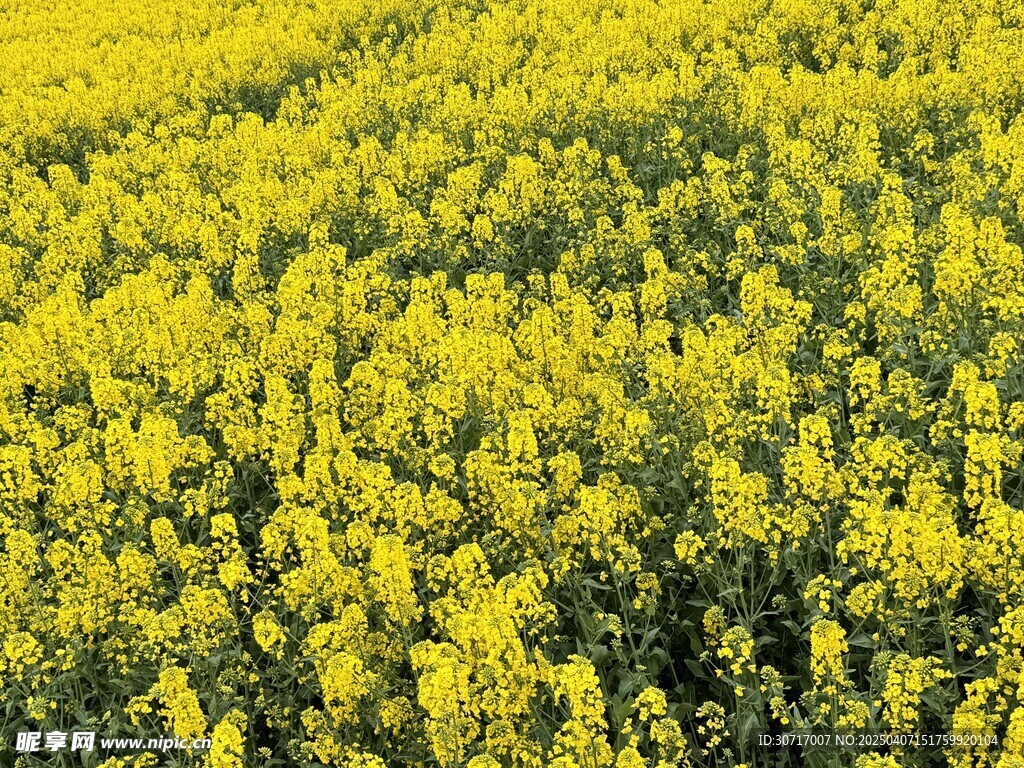 油菜花田