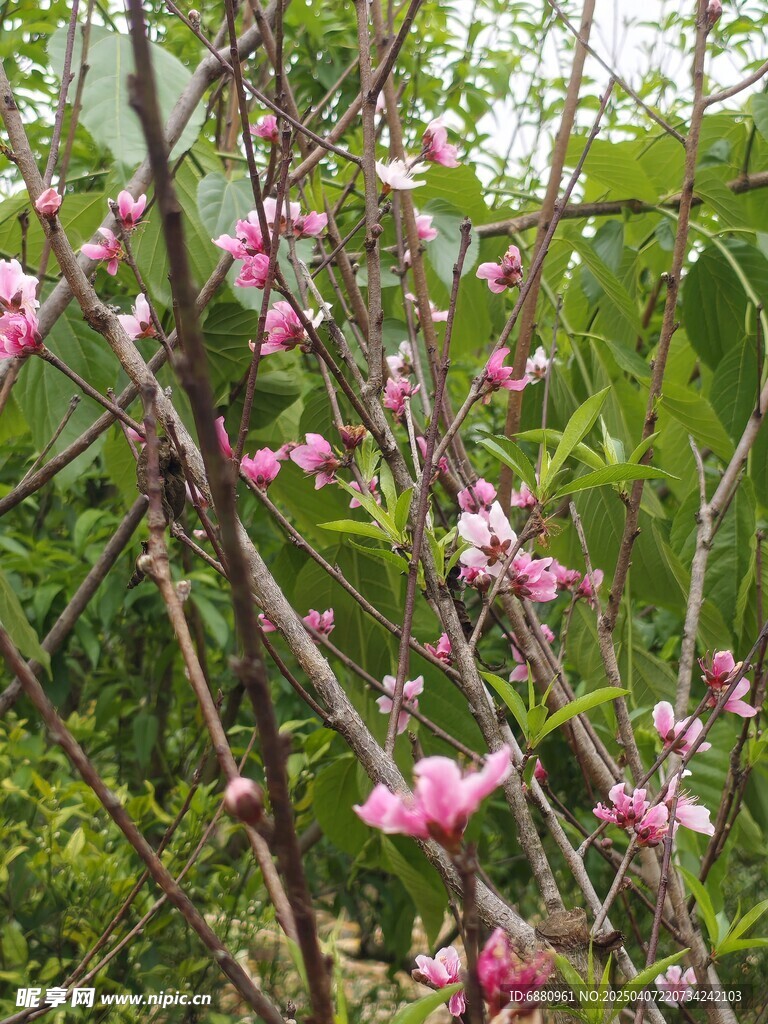桃花桃树