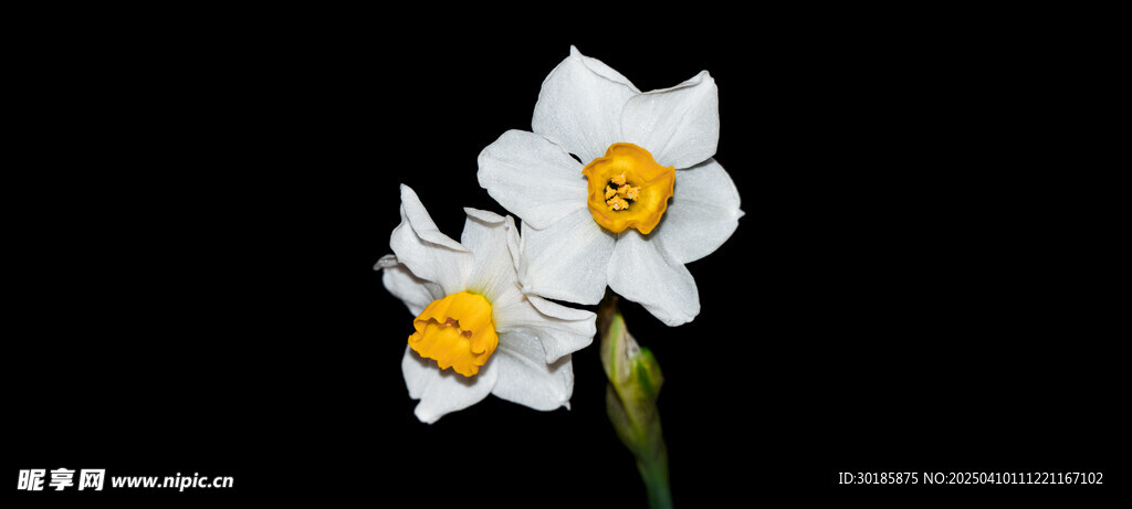 水仙花 花开富贵