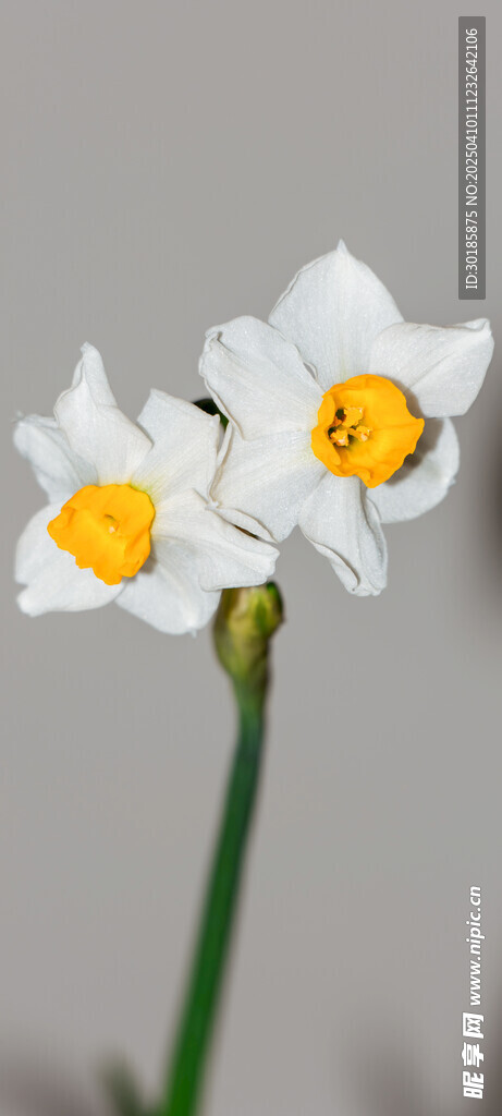 水仙花 花开富贵