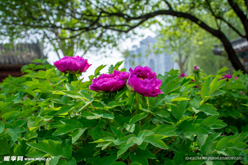紫牡丹传统背景