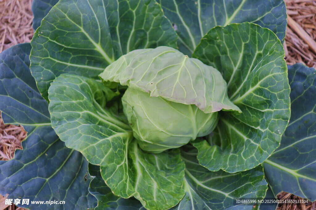 长开的包菜