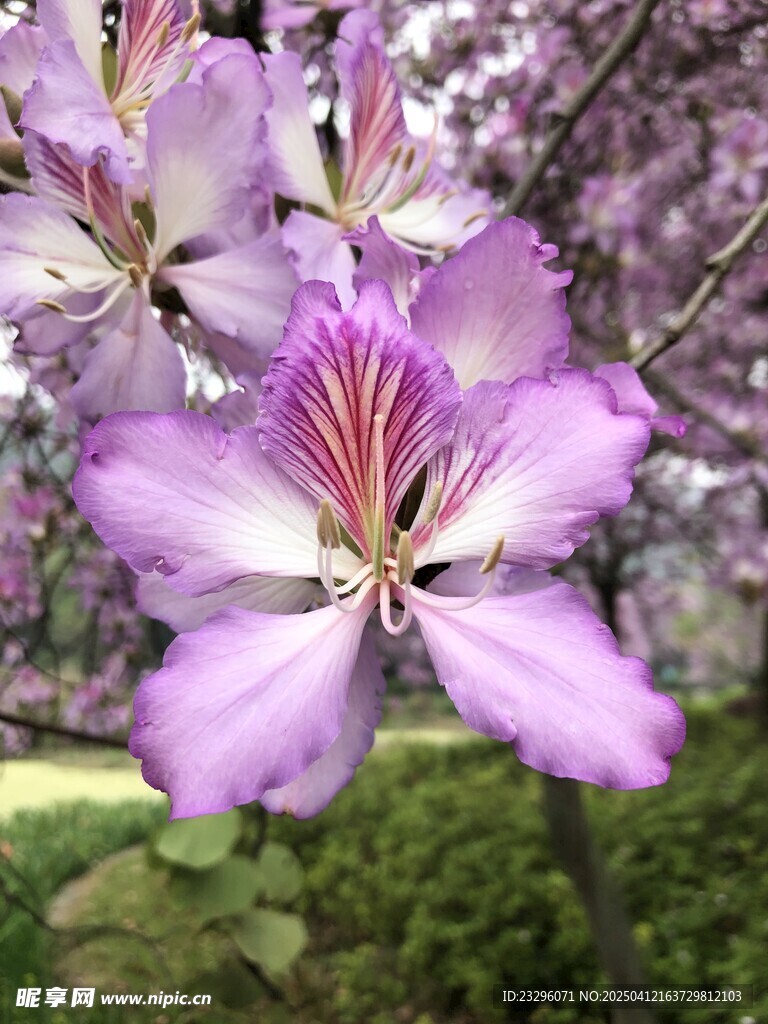 柳州紫荆花