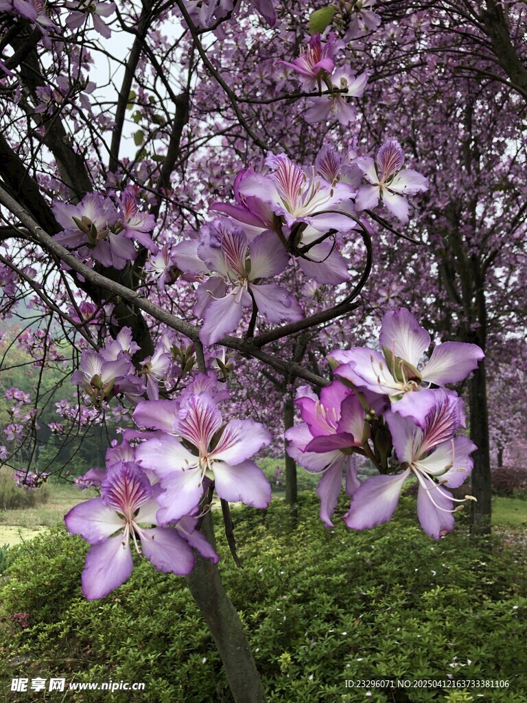 柳州紫荆花