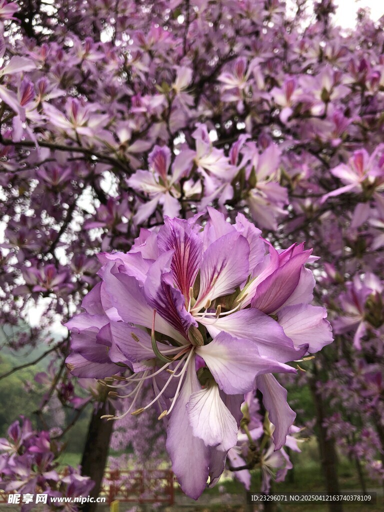 柳州紫荆花