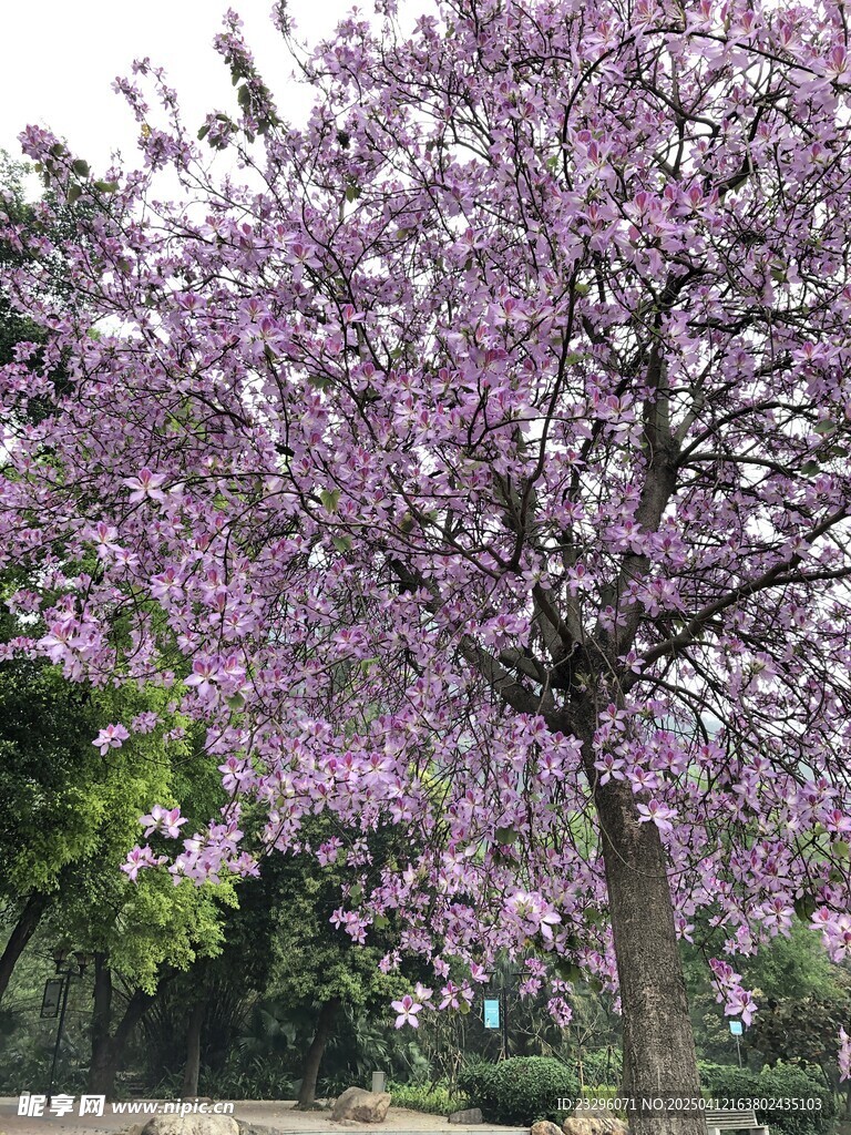 柳州紫荆花