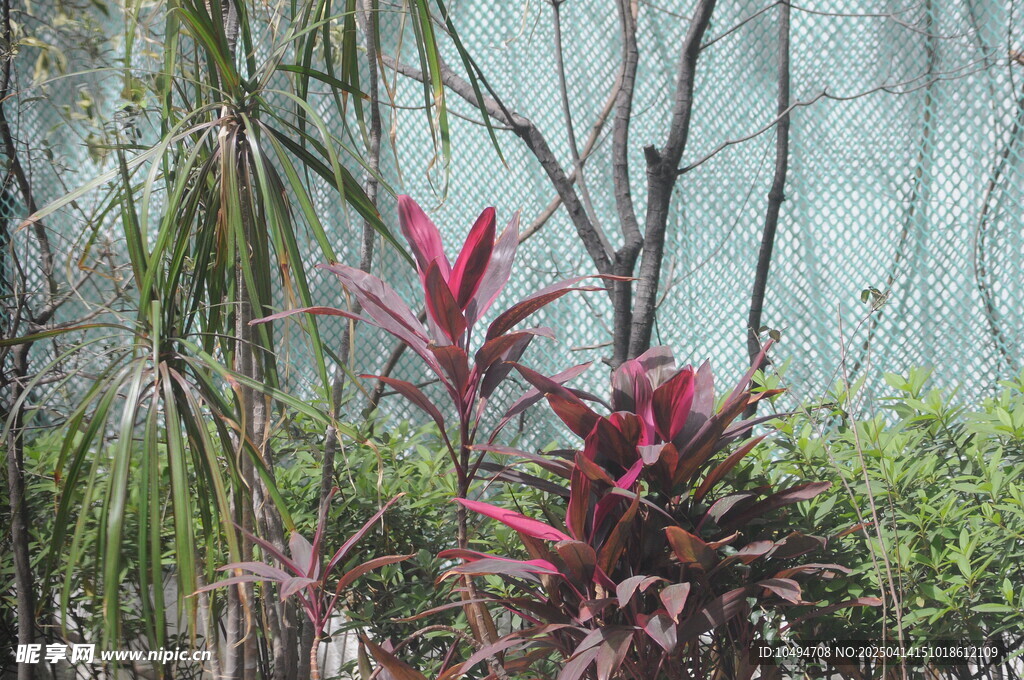 艳丽的多彩植物