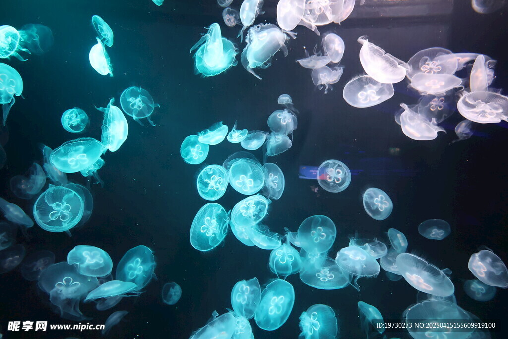 新加坡水族馆 水母