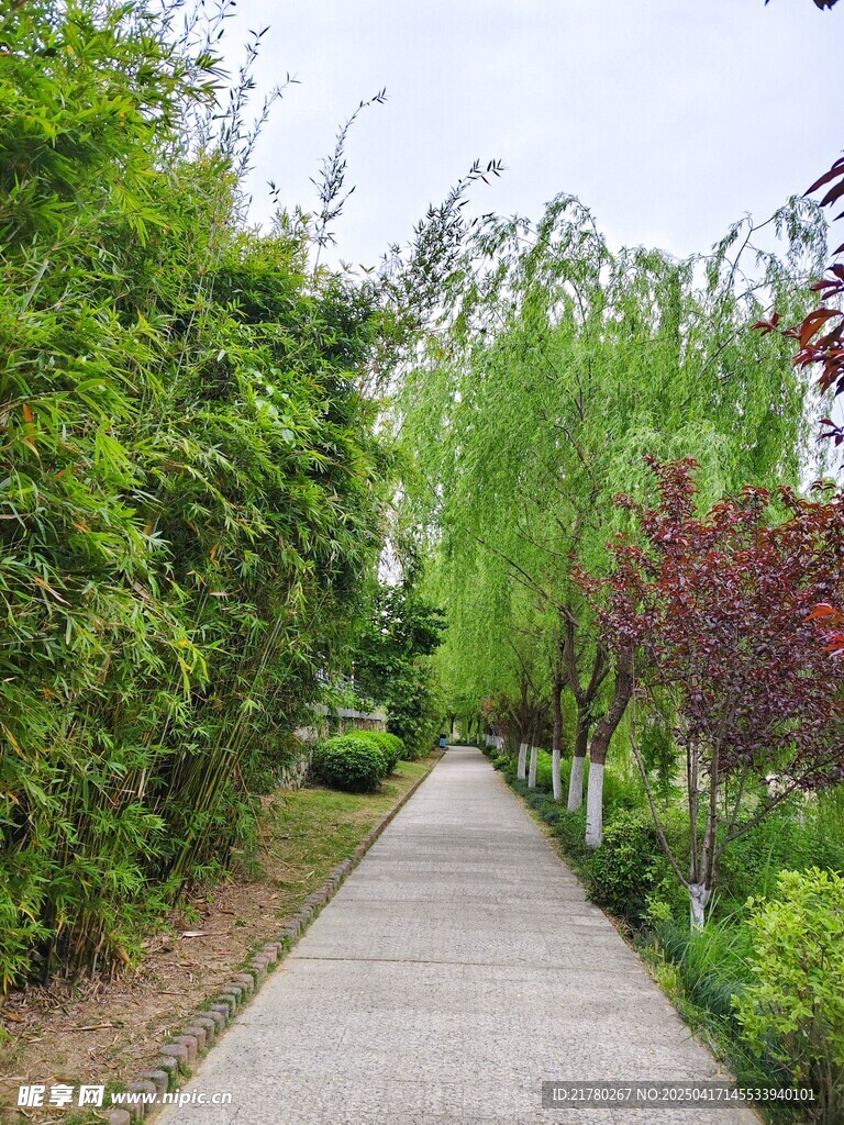 林荫小道的静谧自然景致