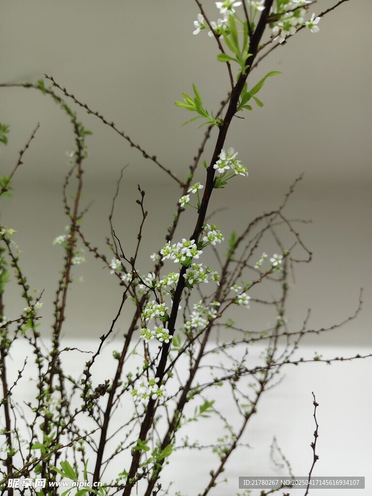 枝头绽新花 春意初显