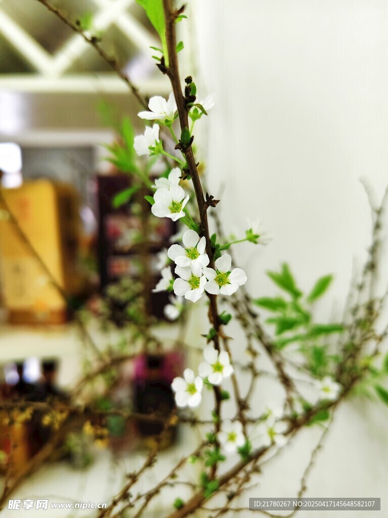 枝头绽放的白色小花