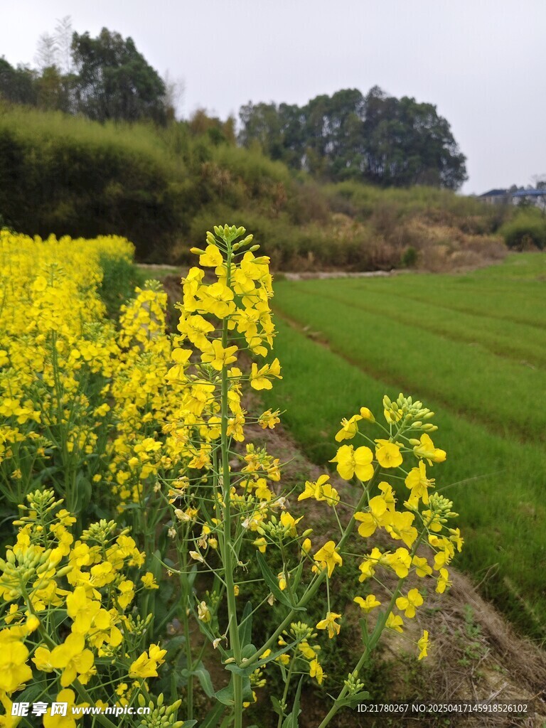 油菜稻田