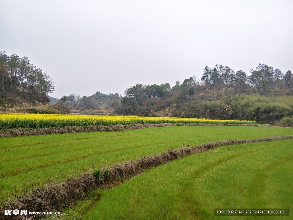 油菜田