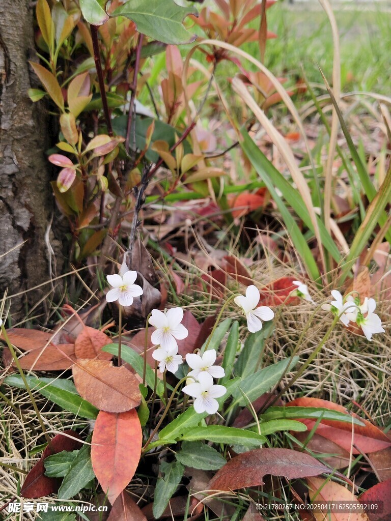 草丛中的白色小花