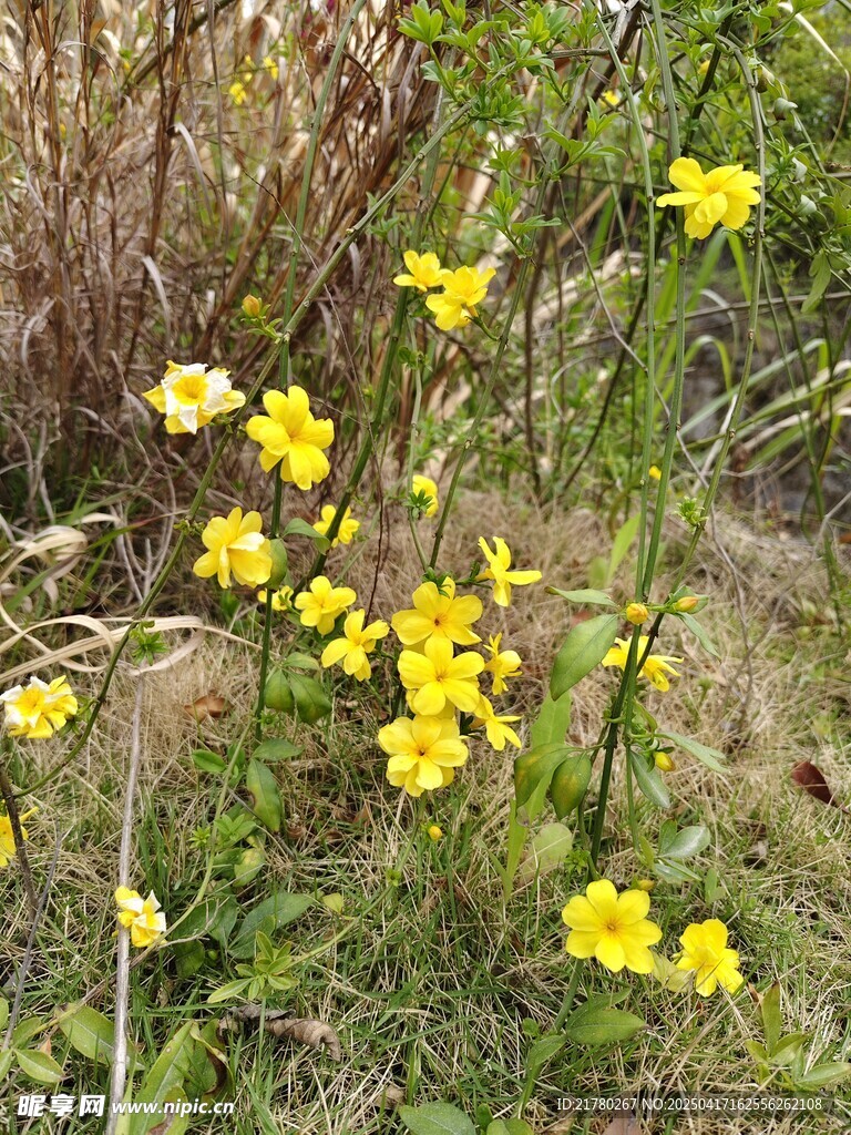野外绽放的黄色小花