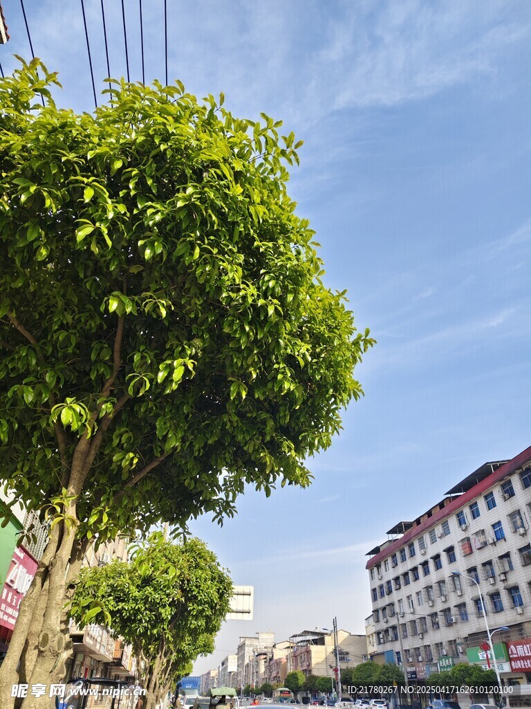 绿树旁的多彩建筑