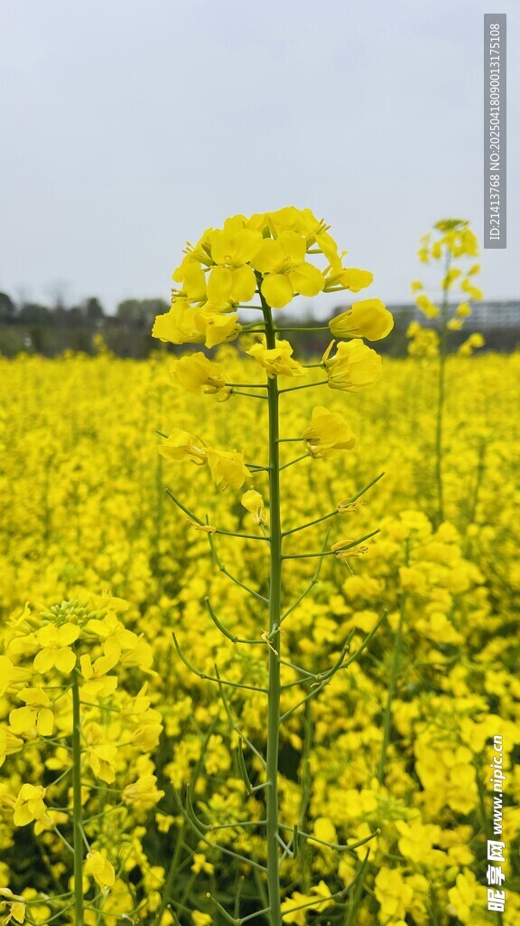 金黄油菜花田美景